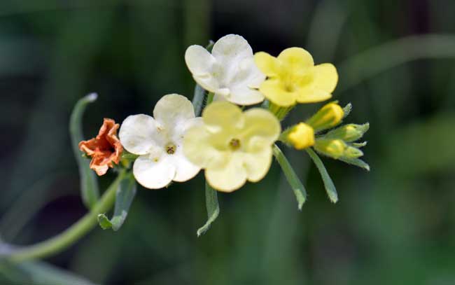 Lithospermum cobrense, Smooththroat Stoneseed, Southwest Desert Flora